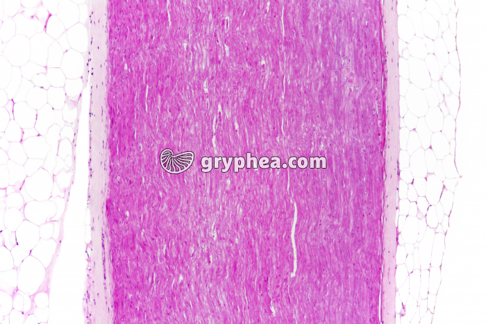 Nerf Mammifère CL x25 - gryphea.org